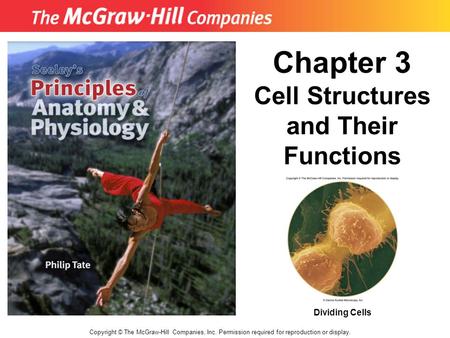 Copyright © The McGraw-Hill Companies, Inc. Permission required for reproduction or display. Chapter 3 Cell Structures and Their Functions Dividing Cells.