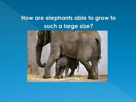 How are elephants able to grow to such a large size?
