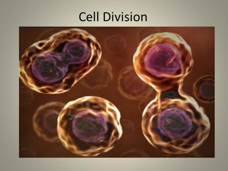 Cell Division. Learning Objective: Today, we will describe the steps of cell division. How do these two pictures show division? Discuss with your partner.