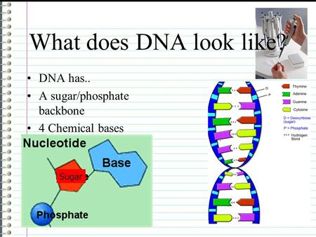 What does DNA look like? DNA has.. A sugar/phosphate backbone 4 Chemical bases Sugar.