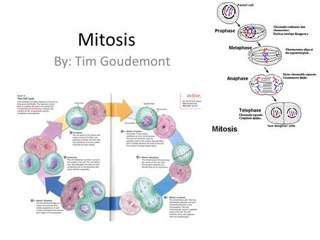 Mitosis By: Tim Goudemont. What is Mitosis? Mitosis is a process where a single cell divides into two identical daughter cells (cell division). But the.