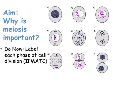 Aim: Why is meiosis important? Do Now: Label each phase of cell division (IPMATC)