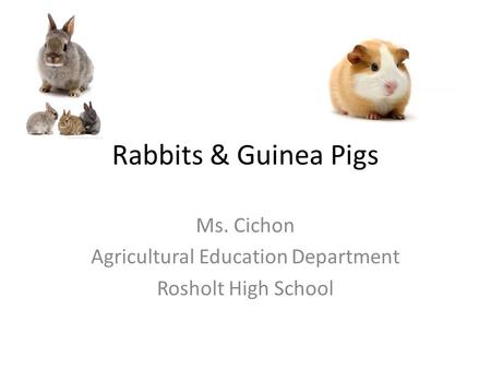 Rabbits & Guinea Pigs Ms. Cichon Agricultural Education Department Rosholt High School.