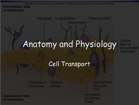 Anatomy and Physiology Cell Transport. Types of Transport Diffusion Characteristics –Particles move from an area of high concentration to an area of low.