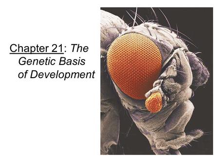 Chapter 21: The Genetic Basis of Development