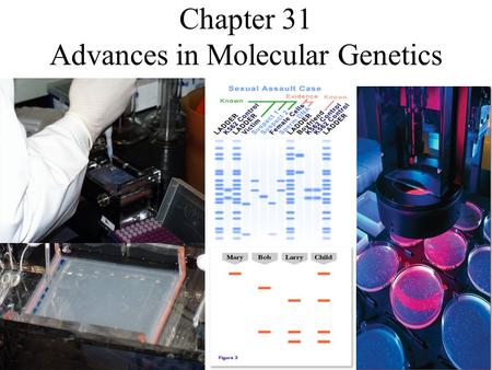 Chapter 31 Advances in Molecular Genetics. What is a genome? Genome: is all of an organism’s genetic information. Genomic map of E. coli bacteria.