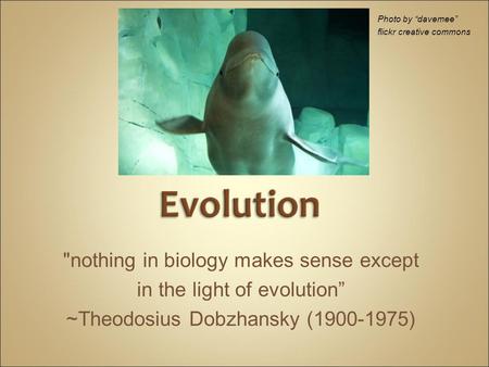 nothing in biology makes sense except in the light of evolution” ~Theodosius Dobzhansky (1900-1975) Photo by “davemee” flickr creative commons.