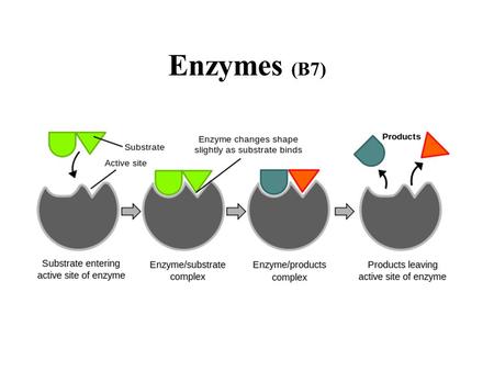 Enzymes (B7).
