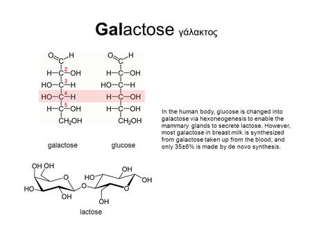 Galactose γάλακτος galactose glucose In the human body, glucose is changed into galactose via hexoneogenesis to enable the mammary glands to secrete lactose.