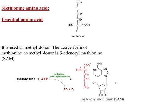 Methionine amino acid: Essential amino acid