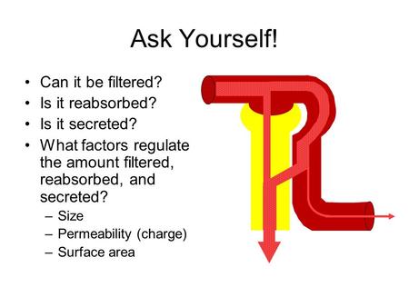 Ask Yourself! Can it be filtered? Is it reabsorbed? Is it secreted? What factors regulate the amount filtered, reabsorbed, and secreted? –Size –Permeability.