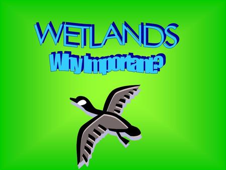“Wetlands” describes a variety of areas where plants and animals especially suited to wet environments can be found. Wetlands are among the richest.