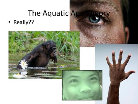 The Aquatic Ape Theory Really??. HAPPY HALLOWEEN Mermaids: The Body Found…