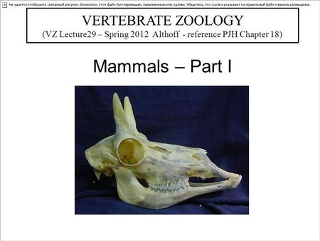 Mammals – Part I VERTEBRATE ZOOLOGY (VZ Lecture29 – Spring 2012 Althoff - reference PJH Chapter 18) Bill Horn.