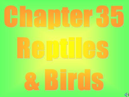 Class Reptilia: Reptiles Ex: Lizards, Snakes, Turtles & Crocodiles.