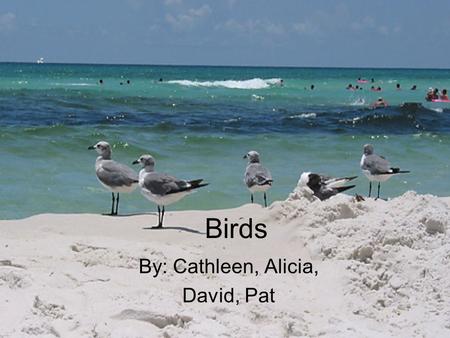 Birds By: Cathleen, Alicia, David, Pat. Characteristics of Birds Wings Beaks All birds are warm blooded Lay eggs.