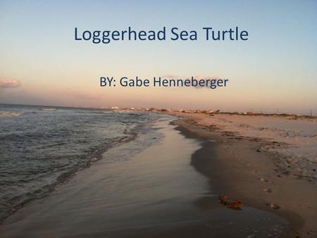Loggerhead Sea Turtle BY: Gabe Henneberger.
