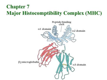 Chapter 7 Major Histocomptibility Complex (MHC).