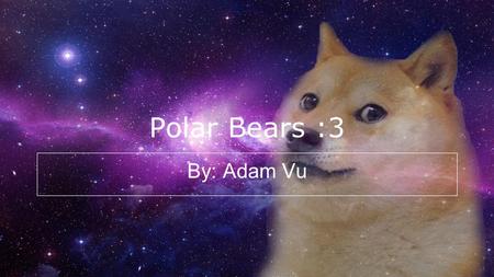 Polar Bears :3 By: Adam Vu.