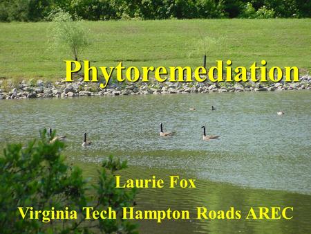 Laurie Fox Virginia Tech Hampton Roads AREC Phytoremediation.
