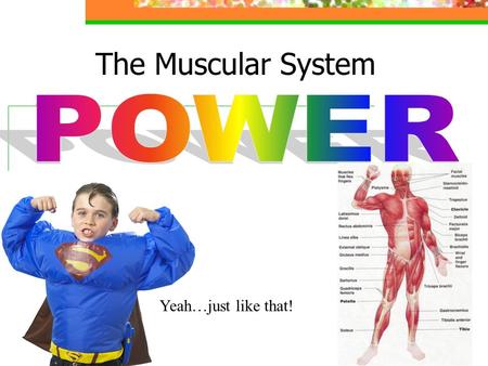 The Muscular System Yeah…just like that!. Muscular System Overview The muscular system consists of all the muscles in your internal organs, as well as.
