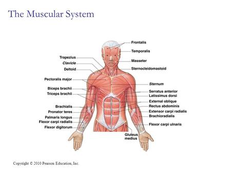 Copyright © 2010 Pearson Education, Inc. The Muscular System.