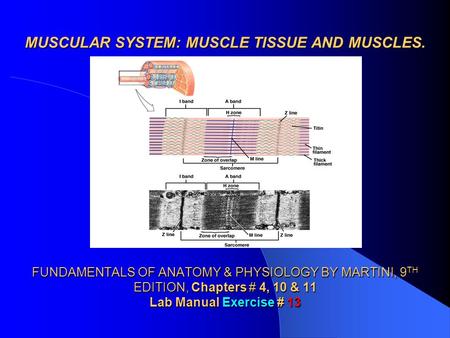 MUSCULAR SYSTEM: MUSCLE TISSUE AND MUSCLES