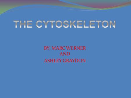 BY: MARC WERNER AND ASHLEY GRAYDON. CYTOSKELETON FUNCTIONS  Keeps organelles in anchored locations  Establishes and supports the shape of the cell 