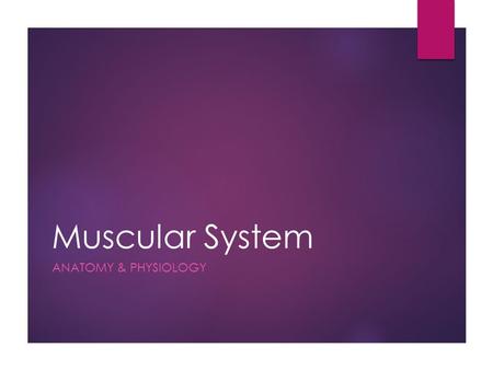 Muscular System ANATOMY & PHYSIOLOGY. Introduction  600 muscles that make up 40-45% of your body weight  Made up of bundles of muscle fibers (long,