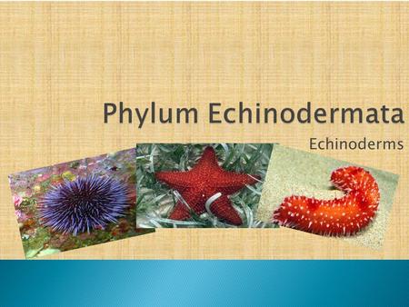 Phylum Echinodermata Echinoderms.