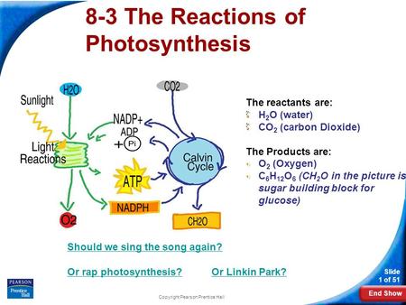 8-3 The Reactions of Photosynthesis