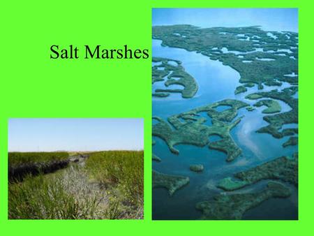 Salt Marshes. Salt marshes are coastal wetlands rich in marine life. They are sometimes called tidal marshes, because they occur in the zone between low.