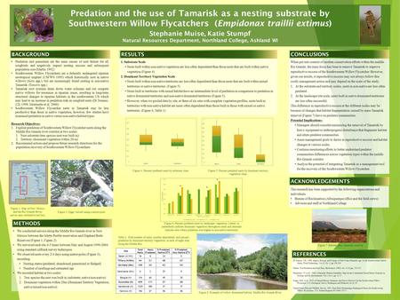 Predation and the use of Tamarisk as a nesting substrate by Southwestern Willow Flycatchers (Empidonax traillii extimus) Stephanie Muise, Katie Stumpf.