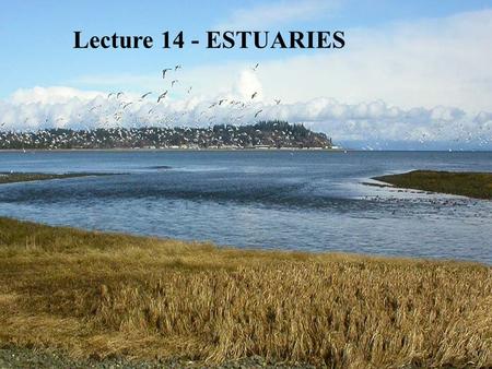 Lecture 14 - ESTUARIES. Last Ice Age Classification of Estuaries - Geological 1.Coastal Plain Estuary (= Drowned River Estuary)