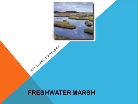 FRESHWATER MARSH BY: LAUREN POLLOCK. Freshwater marshes are usually low lying open areas located near creeks, steams, rivers, and lakes. Creek… FRESHWATER.