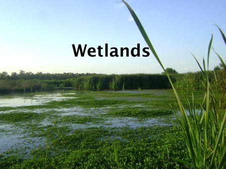Wetlands. What is a Wetland? Types of wetlands. – Marshes – Swamps – Bogs – Fens Types of wetlands. – Marshes – Swamps – Bogs – Fens Water saturated patches.