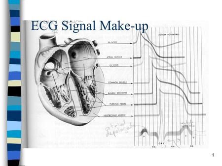 1 ECG Signal Make-up. 2 Biopotential Requirements n High Input Impedance –Minimum loading of the signal being measured –Minimum 10M  n Input circuit.