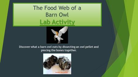 Lab Activity The Food Web of a Barn Owl Lab Activity Discover what a barn owl eats by dissecting an owl pellet and piecing the bones together.
