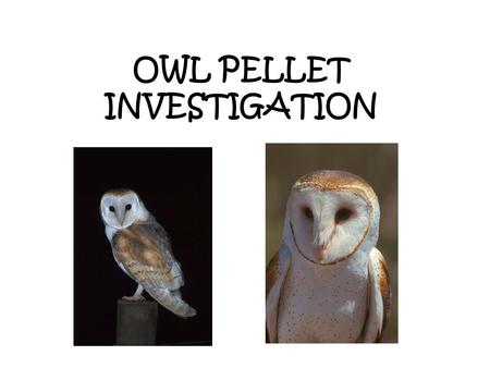 OWL PELLET INVESTIGATION. Learning Goals 1.Dissect one complete pellet of a barn owl 2.Identify the animal(s) whose bones are found in the pellets 3.Identify.