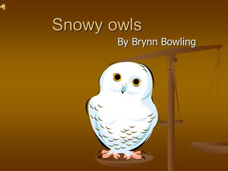 Snowy owls By Brynn Bowling Introduction This animal is a very interesting creature, it’s a snowy owl. I am going to talk about the food they eat, their.