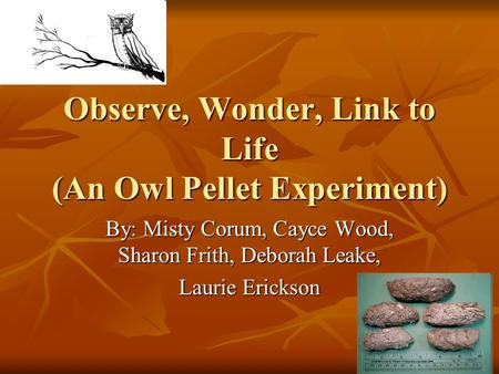 Observe, Wonder, Link to Life (An Owl Pellet Experiment)