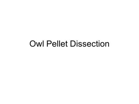 Owl Pellet Dissection.