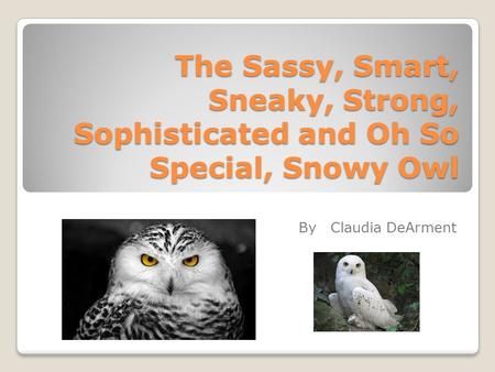 The Sassy, Smart, Sneaky, Strong, Sophisticated and Oh So Special, Snowy Owl By Claudia DeArment.