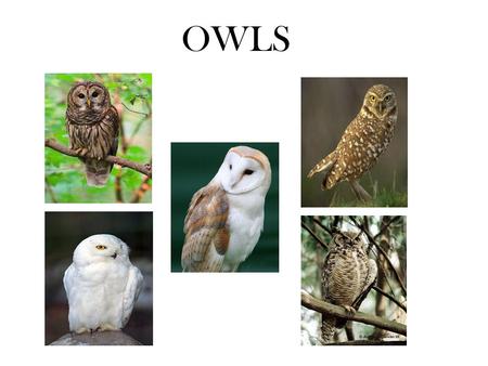 OWLS. Barred Owl Anatomy Habitat Food Sights & Sounds (Strix varia)