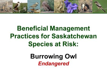 Beneficial Management Practices for Saskatchewan Species at Risk: Burrowing Owl Endangered.