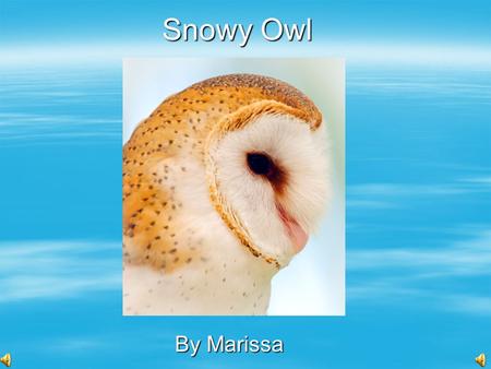 Snowy Owl By Marissa Bird  Birds have feathers.  Birds have two legs.  Birds have beaks.  Birds have two wings.