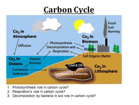 Carbon Cycle 1.Photosynthesis role in carbon cycle? 2.Respiration’s role in carbon cycle? 3.Decomposition by bacteria in soil role in carbon cycle?