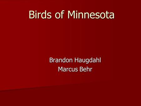 Birds of Minnesota Brandon Haugdahl Marcus Behr Great Blue Heron Ardea herodias Ardea herodias The Great Blue Heron’s food sources include: shellfish,