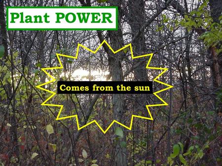 Plant POWER Comes from the sun THE FOOD FACTORY Leaves are the energy factories of the plant. Leaves use sunlight, carbon dioxide from air, and water.