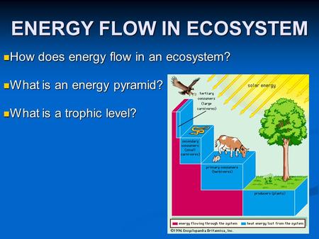 ENERGY FLOW IN ECOSYSTEM How does energy flow in an ecosystem? How does energy flow in an ecosystem? What is an energy pyramid? What is an energy pyramid?